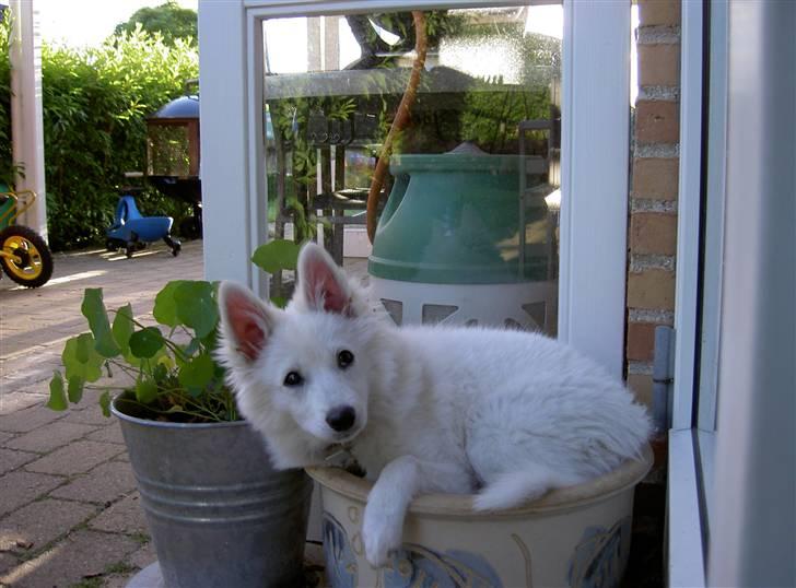 Dansk Spids Frida (Abby) - Ahhhhh,, her ligger jeg jo godt. billede 11