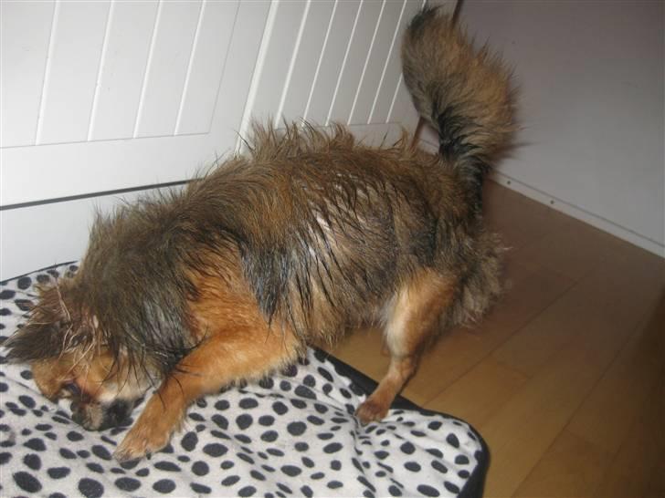 Chihuahua Brutus - Efter han har været i bad :) billede 6