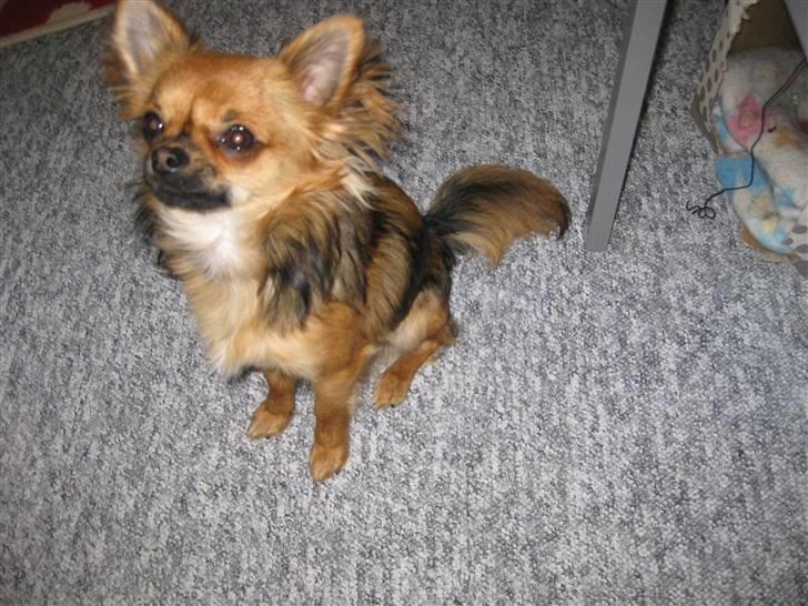 Chihuahua Brutus billede 7