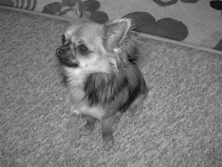 Chihuahua Brutus billede 8