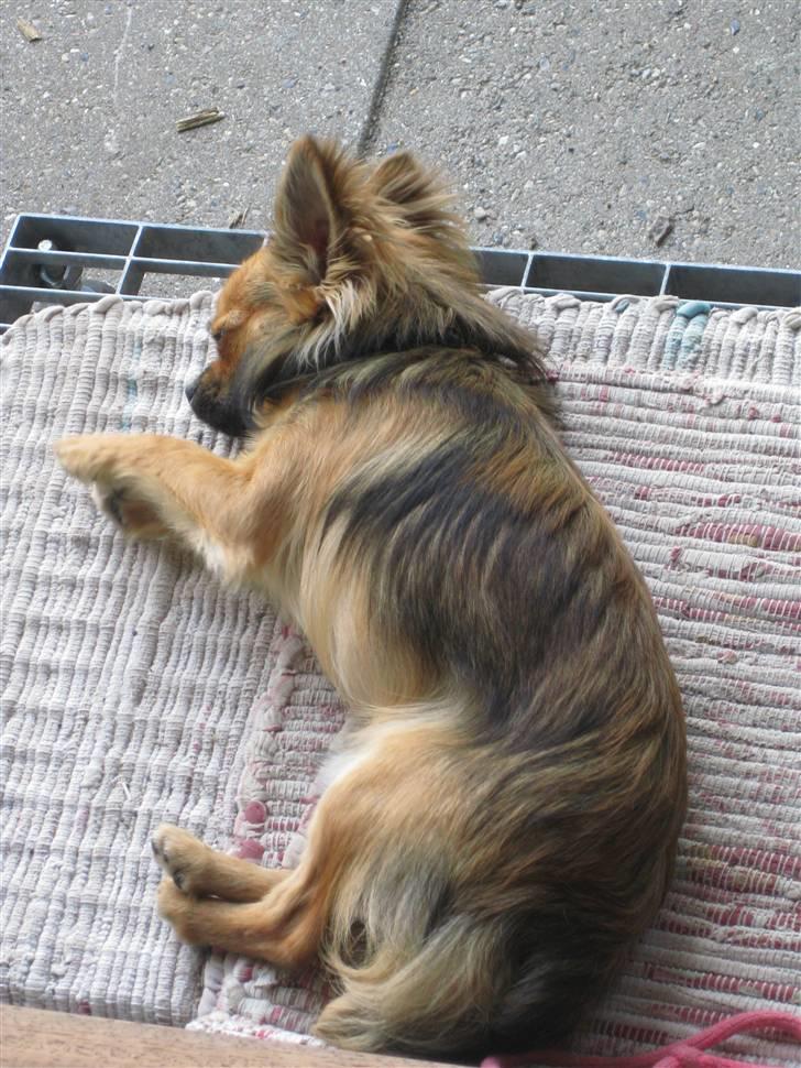 Chihuahua Brutus billede 9