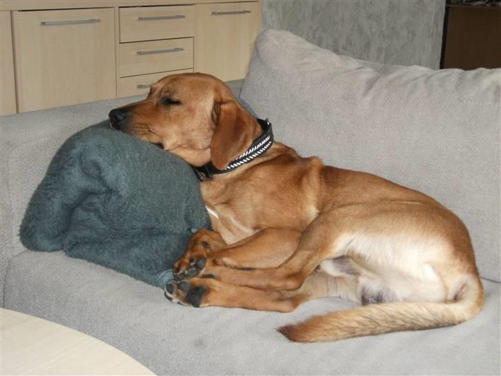 Blanding af racer Rocky - Rocky får sig lige en lille morfar billede 1