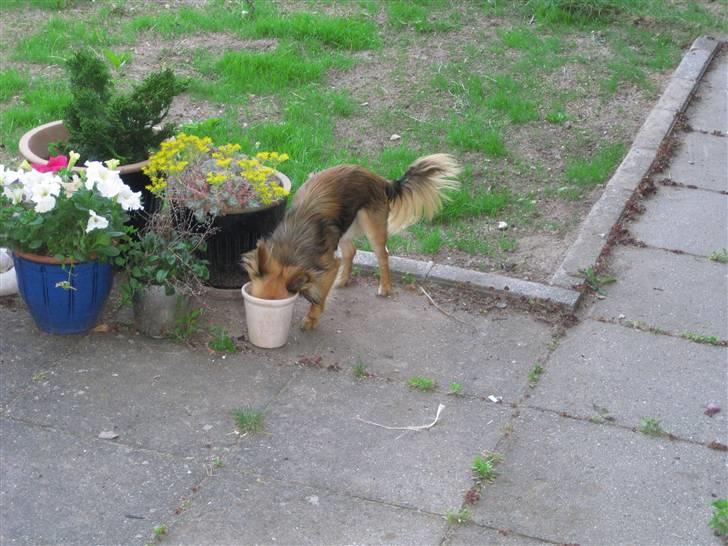 Chihuahua Brutus - Drikker vand :) billede 10