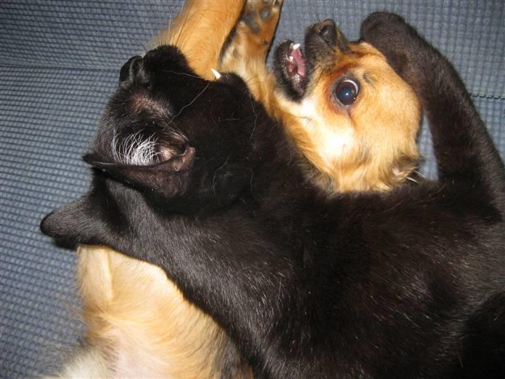 Chihuahua Brutus - Leger :D billede 11