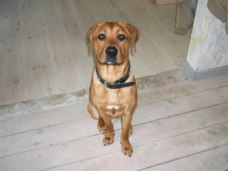 Blanding af racer Rocky - Jeg er bare såååå sød billede 2