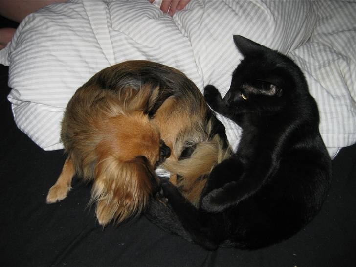 Chihuahua Brutus - Leger :D billede 12