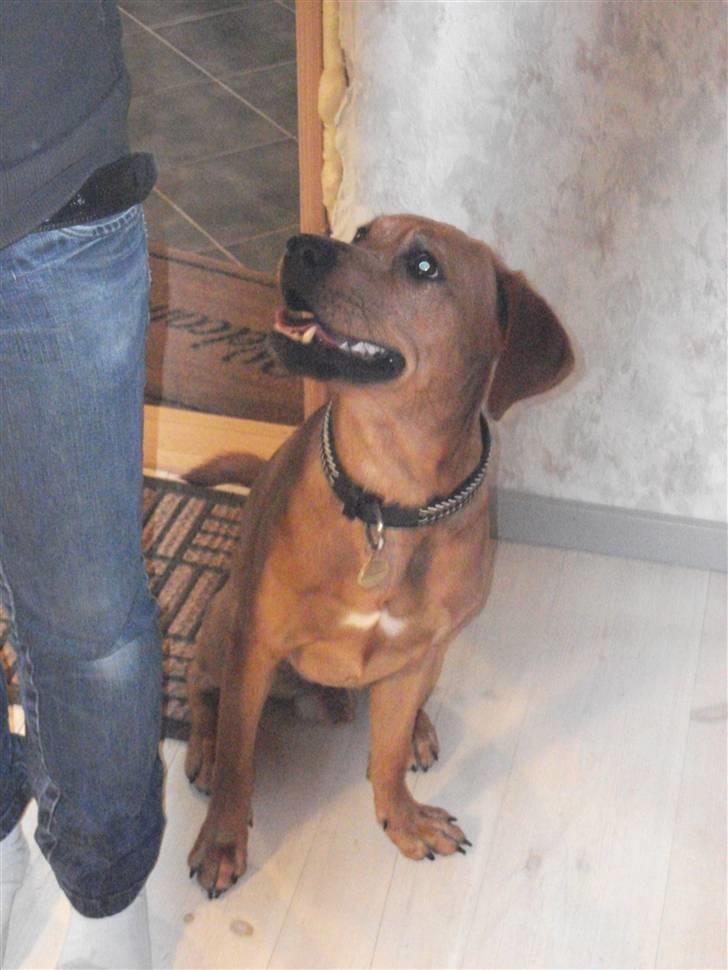 Blanding af racer Rocky - Mor så er spændene at kigge på billede 4