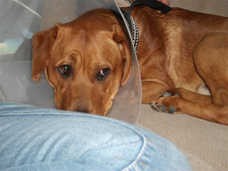 Blanding af racer Rocky - Har været en tur ved dyrlægen for at blive kastereret billede 5