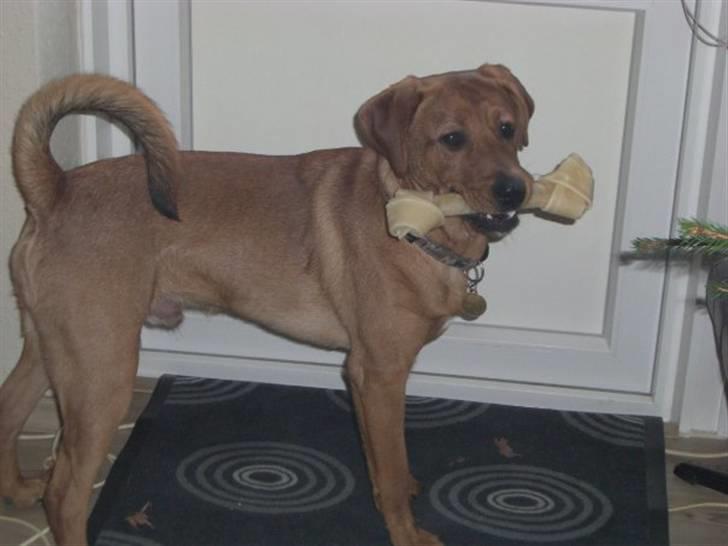 Blanding af racer Rocky - Rocky julen 2009 billede 6