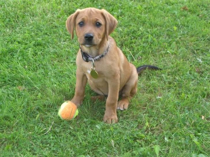 Blanding af racer Rocky - Rocky 10 uger gammel billede 7