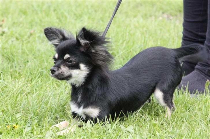 Chihuahua Kenzo - Jeg er bare klar til at lege nu!! (6 mdr) billede 12