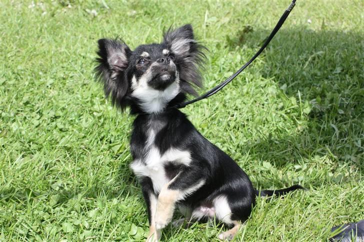 Chihuahua Kenzo - Moaarr se hvor fin jeg sidder... !! billede 13