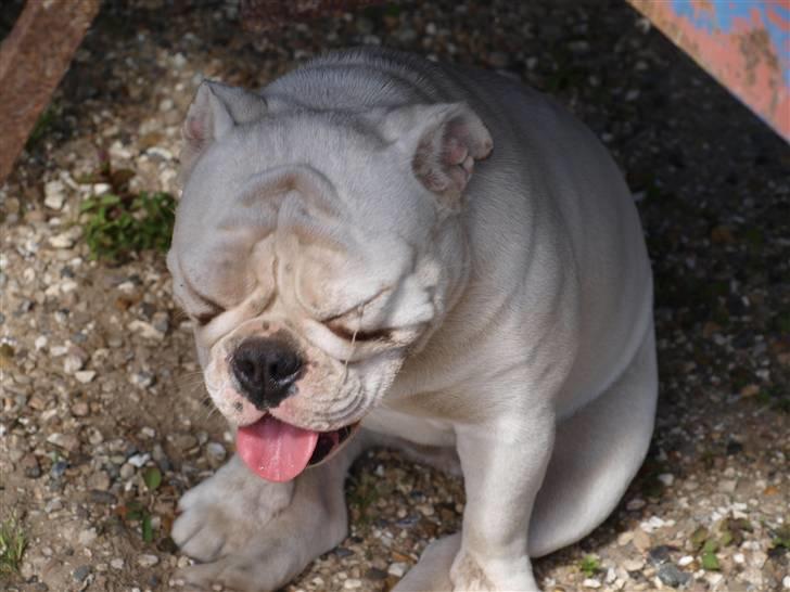 Engelsk bulldog Ida billede 9