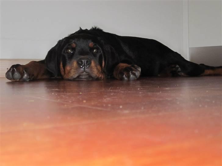 Rottweiler Zakoda Evita Aka Pølse  - Meget træt. billede 8