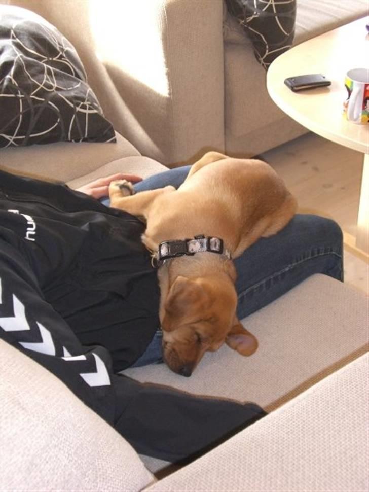 Blanding af racer Rocky - Sååå hårdt at være hvalp billede 8