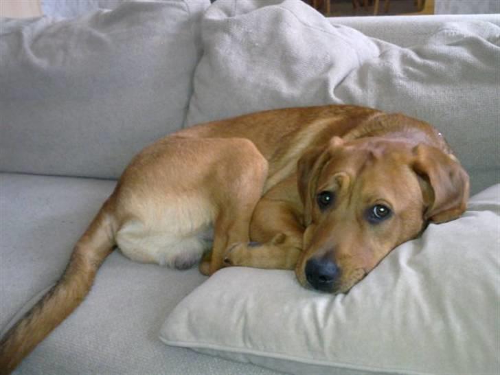 Blanding af racer Rocky - Må jeg ikke nok ligge i sofaen billede 9