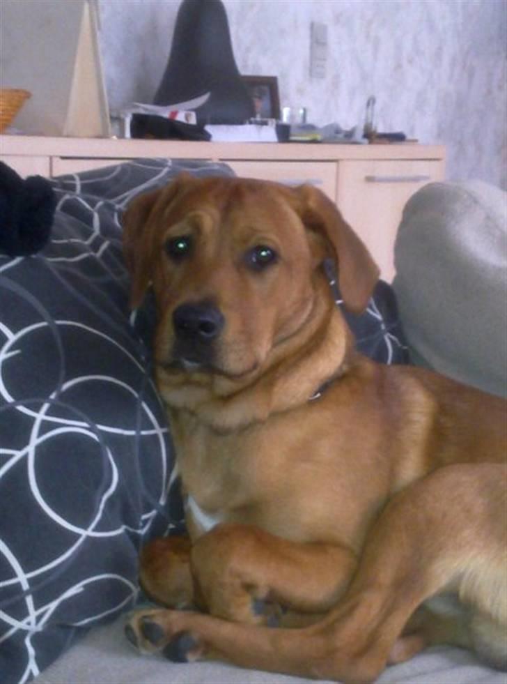 Blanding af racer Rocky - Jeg har styr på det !! billede 10