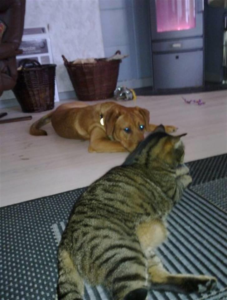 Blanding af racer Rocky - Rocky & Sofus foran brændeovnen billede 11