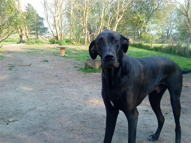 Grand danois Tiny og Otis billede 9