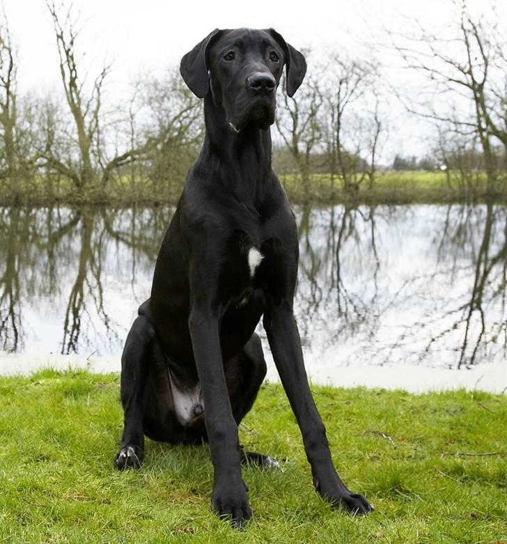 Grand danois Tiny og Otis billede 10