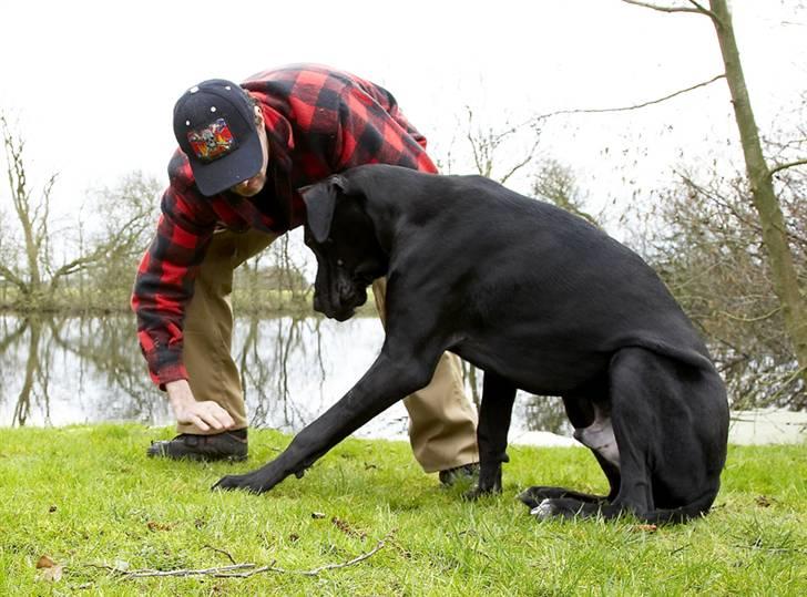 Grand danois Tiny og Otis billede 11