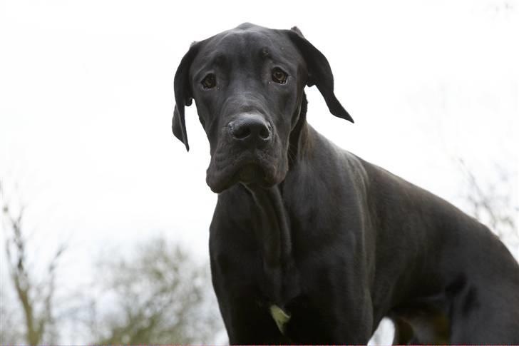 Grand danois Tiny og Otis billede 12