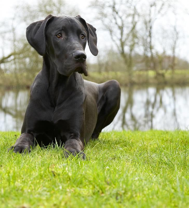 Grand danois Tiny og Otis billede 13