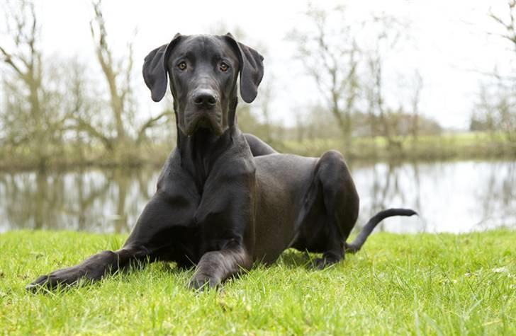 Grand danois Tiny og Otis billede 14