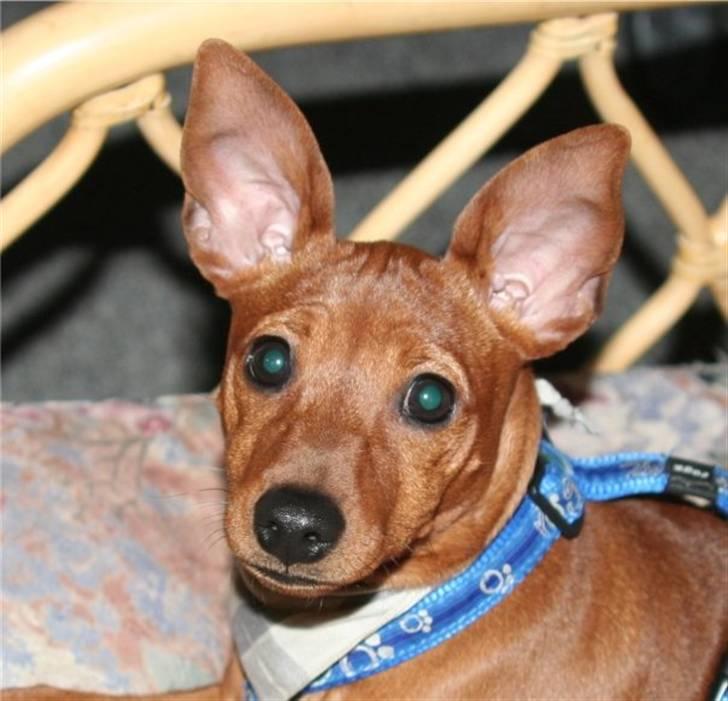 Dvaergpinscher Perle - Hejsa billede 9