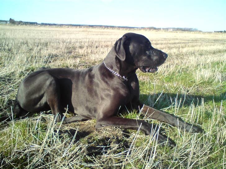 Grand danois Tiny og Otis billede 15