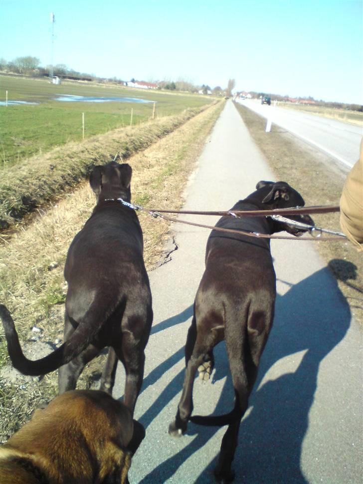 Grand danois Tiny og Otis billede 16