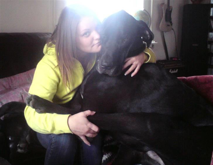 Grand danois Tiny og Otis billede 17