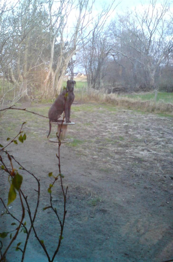 Grand danois Tiny og Otis billede 18