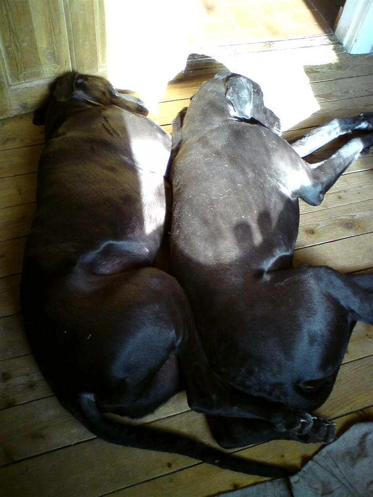 Grand danois Tiny og Otis billede 19