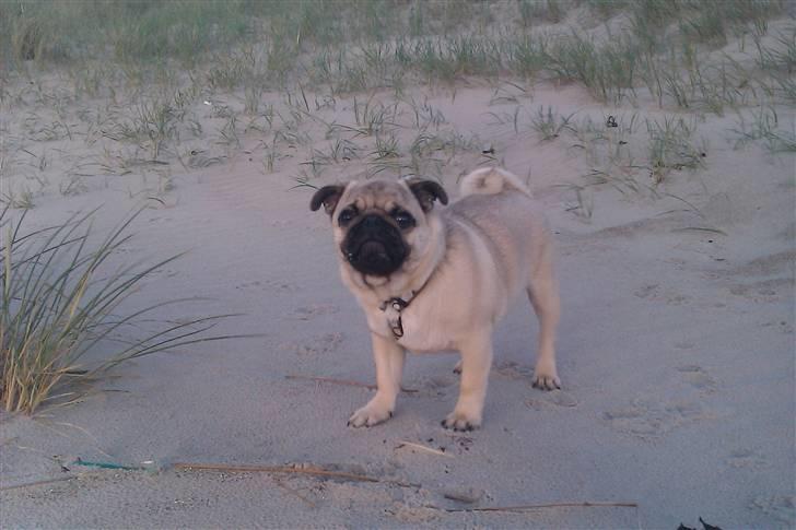 Mops Milo - Milo er en tur på stranden billede 17