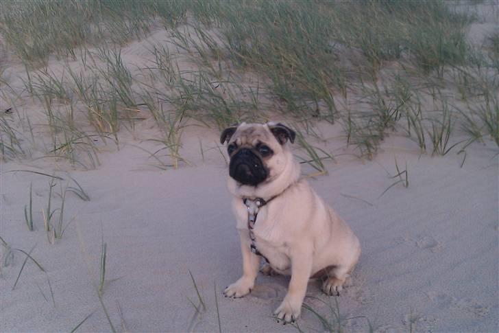 Mops Milo - Milo er en tur på stranden billede 18