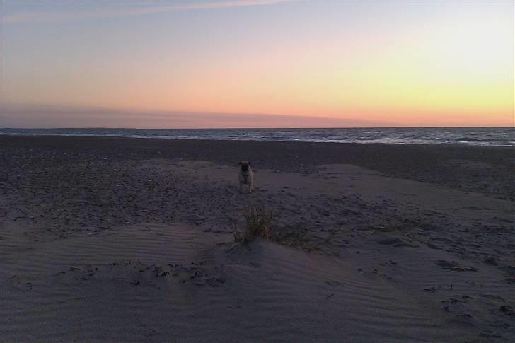 Mops Milo - Milo er en tur på stranden billede 19