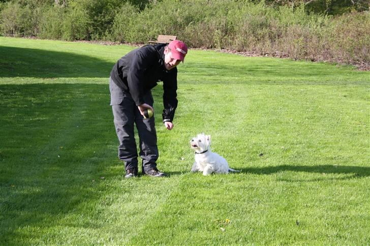 West highland white terrier Whisky - Whisky og Michael, der træner apport. billede 16