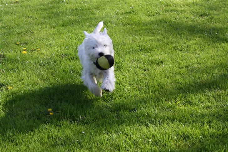 West highland white terrier Whisky - Hun er ved at blive så dygtig til det:) billede 17