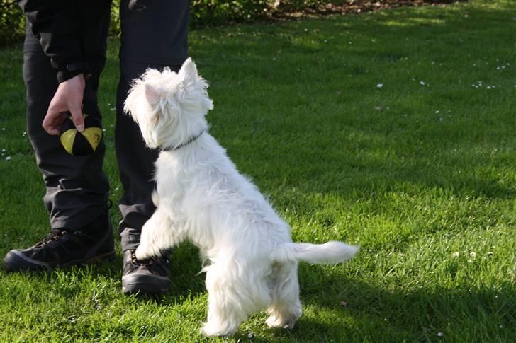West highland white terrier Whisky - Ja, han må da lige huske belønningen:) billede 18
