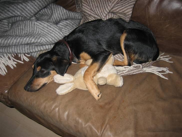 Blanding af racer sita - ynglingsdyret hun passede mest på billede 2