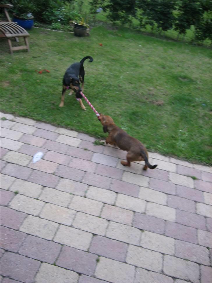 Blanding af racer sita - sita leger med min datters gravhund billede 3