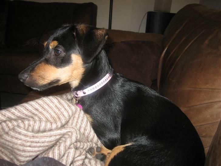 Blanding af racer sita billede 4