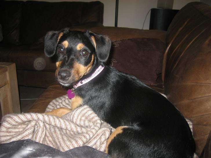 Blanding af racer sita billede 5