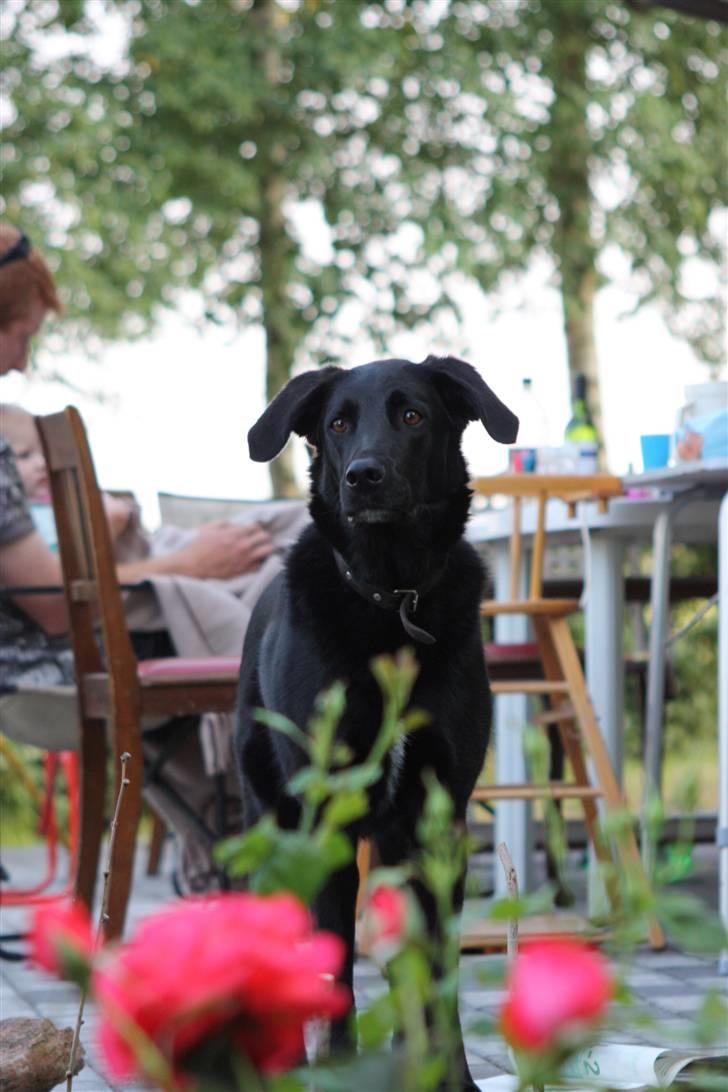 Blanding af racer Fido - Sommeren 2009.  billede 10