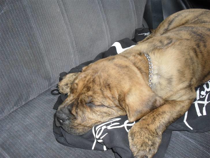 Dogo canario Blobber - Bliver lidt træt at at være med ude billede 16