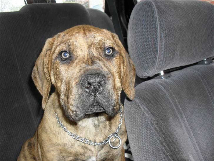 Dogo canario Blobber - Se hvor stor og fin jeg bliver :-) billede 17