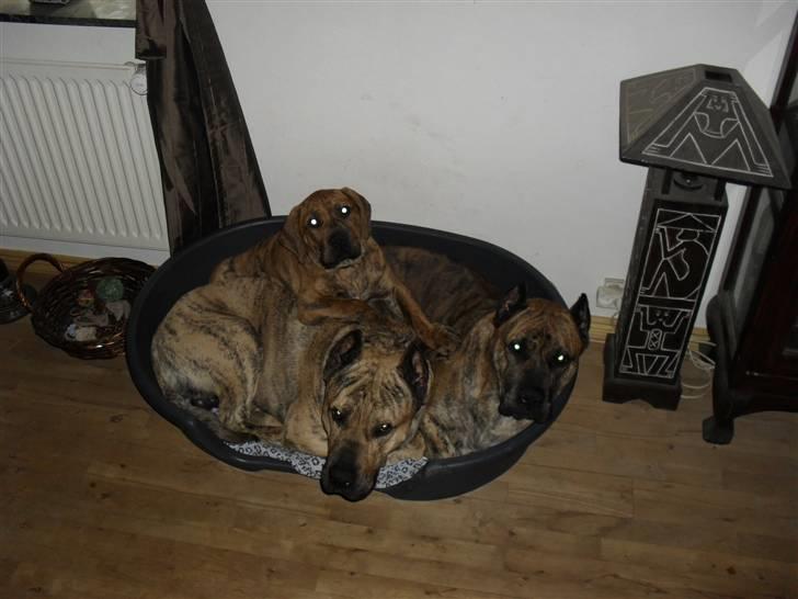 Dogo canario Blobber - Det kan godt være at vi har 3 senge... meen putning med mor og storebror er altså bedst billede 18