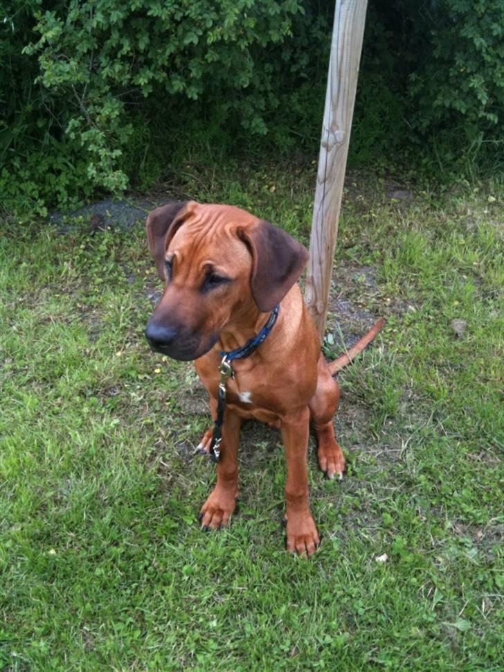 Rhodesian ridgeback Qato - VINDER HUNDEN 7 mdr billede 14