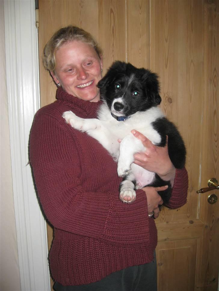 Border collie LP 1 Speedy - Velkommen til Speddy´s profil :o) Den dag jeg fik min dejlige pelsbobel billede 1